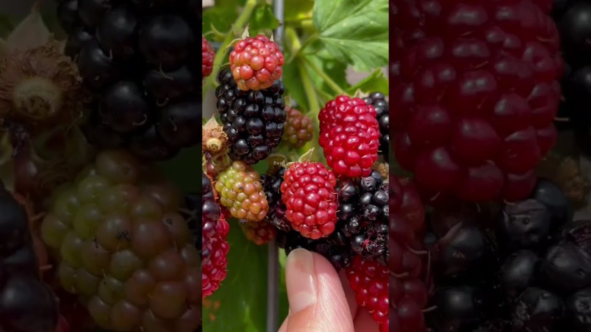 Blackberries for Garden #shorts #fruit #garden
