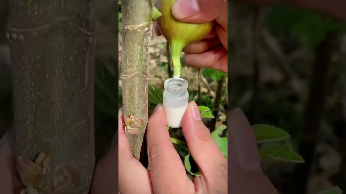 Get plastic from figs #harvest #agriculture #shorts #gardener #fruit