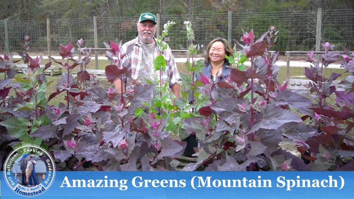 How to Grow & Harvest Red Mountain Spinach (Orach) in Containers How to Grow & Harvest Red Mountain Spinach (Orach) in Containers