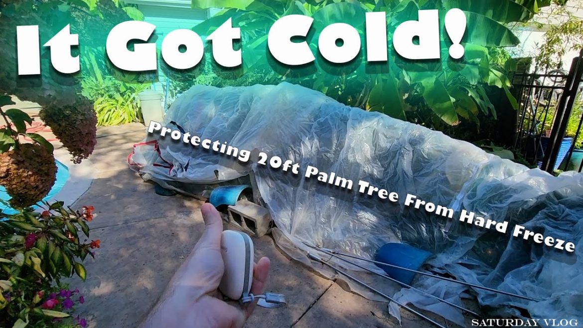 Protecting Huge Palm Tree From Extreme Cold || Moving Houseplants to The Grow Space || Saturday Vlog Protecting Huge Palm Tree From Extreme Cold || Moving Houseplants to The Grow Space || Saturday Vlog