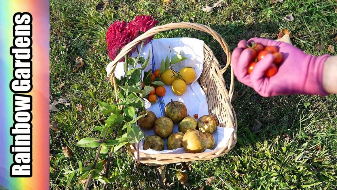 FREEZE! Harvest Apples, Lemons, Tomatoes, & Sweet Potatoes, Before First Hard Freeze!