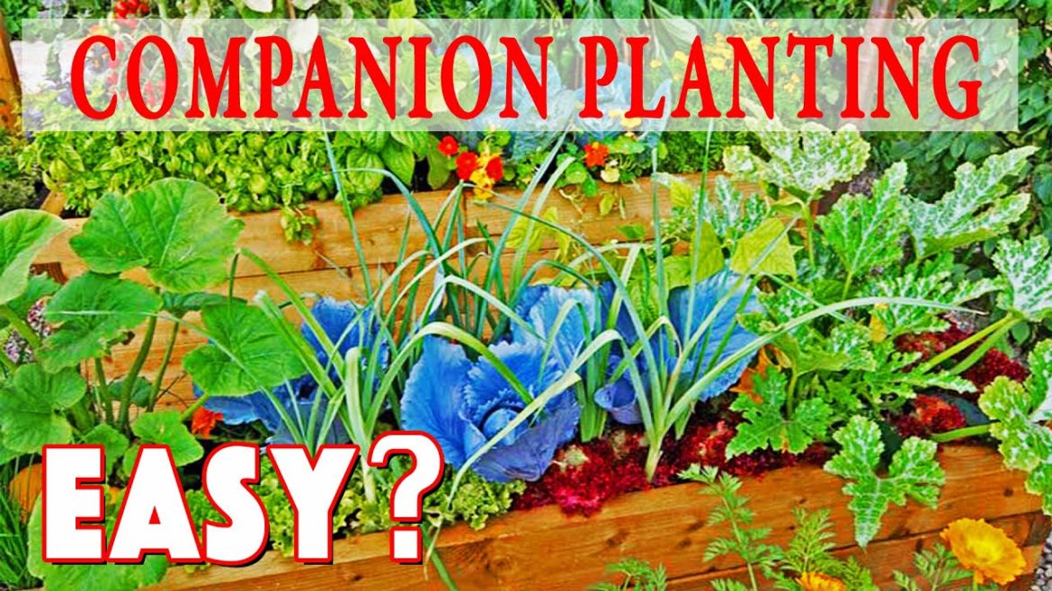 Companion Planting Made Easy! How To Guide