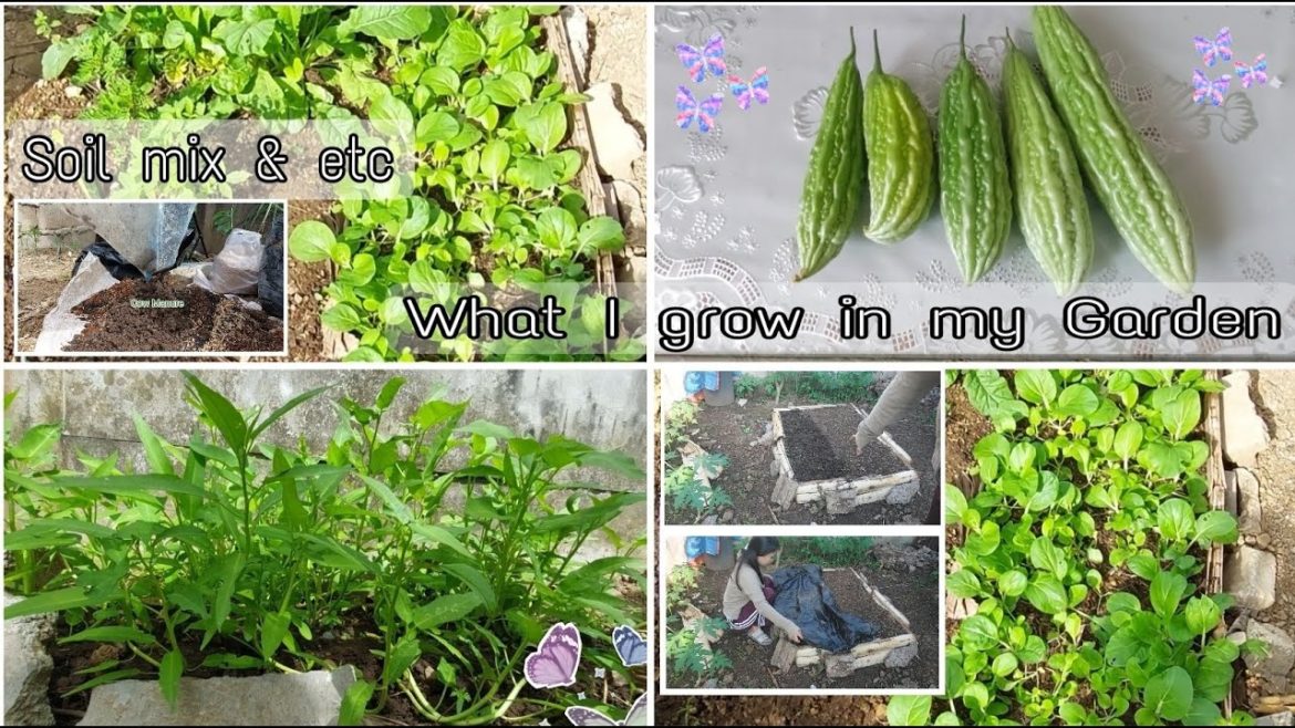 Harvesting in my Small Edible Garden | What I grow in my garden Harvesting in my Small Edible Garden | What I grow in my garden