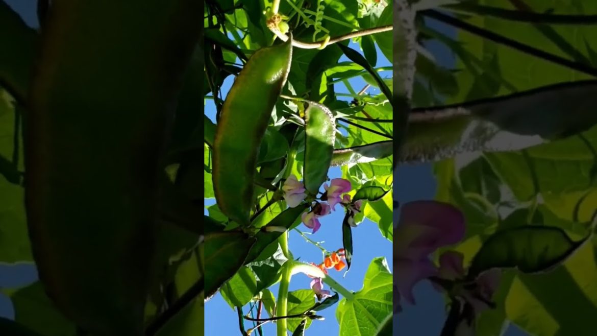 Space Saving Growing #trellis #garden #shorts