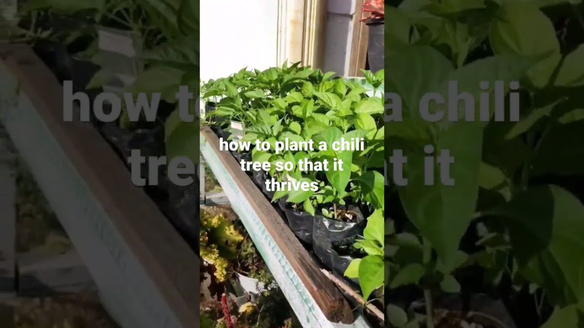 how to plant a chili tree so that it thrives