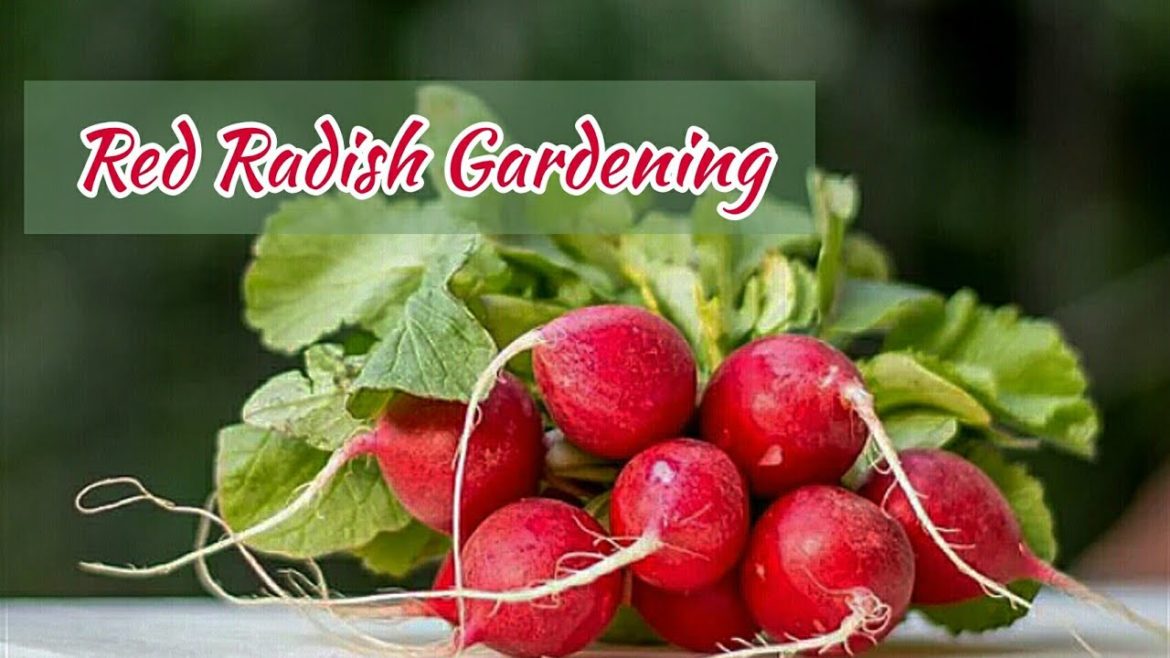 Growing Radishes in Home Garden – Amazing Nature | Raddish Growing Radishes in Home Garden - Amazing Nature | Raddish