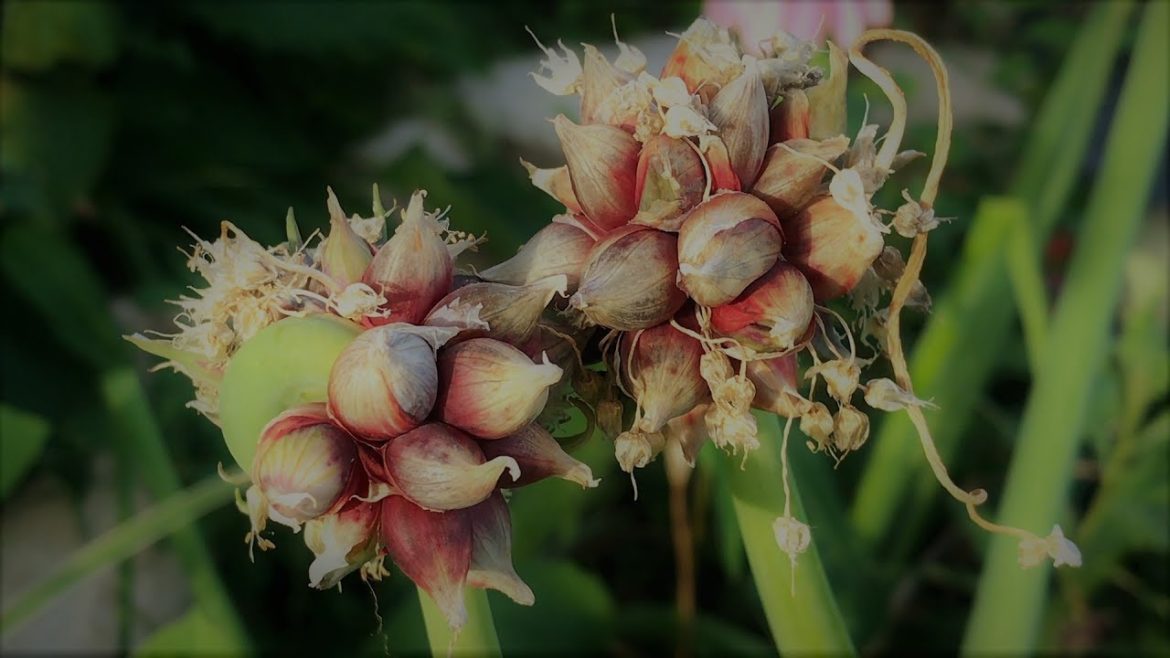 Egyptian Walking Onions (Allium X Proliferum) on the Front Yard Garden Egyptian Walking Onions (Allium X Proliferum) on the Front Yard Garden