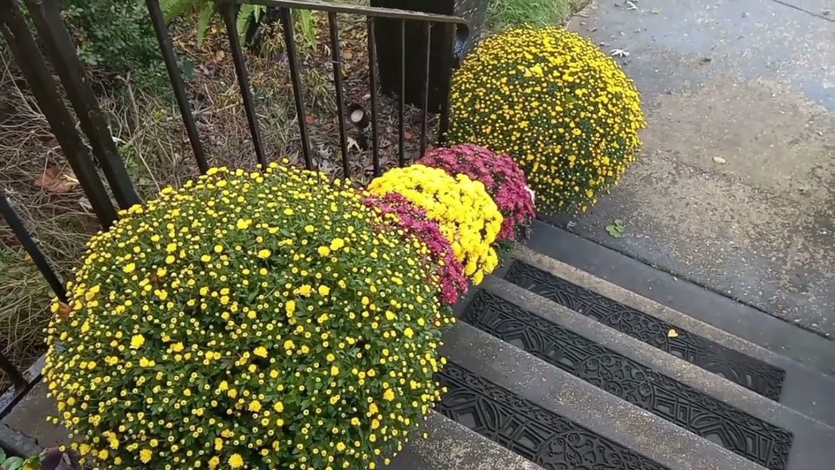 Fall colors & decorations