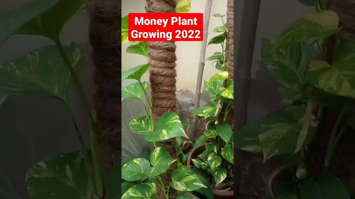 how to prepare money plant at home | money plant preparation