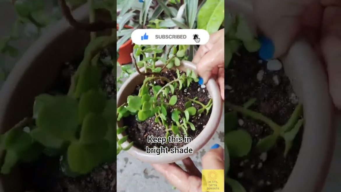 Growing Jade Plant From Cutting | How To Grow Jade Plant From Cutting | #shorts | #youtubeshorts Growing Jade Plant From Cutting | How To Grow Jade Plant From Cutting | #shorts | #youtubeshorts