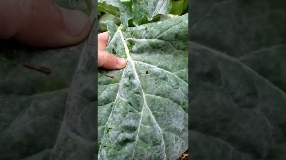 Composting Mistakes #3