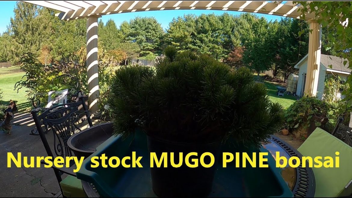 Nursery stock Mugo Pine bonsai