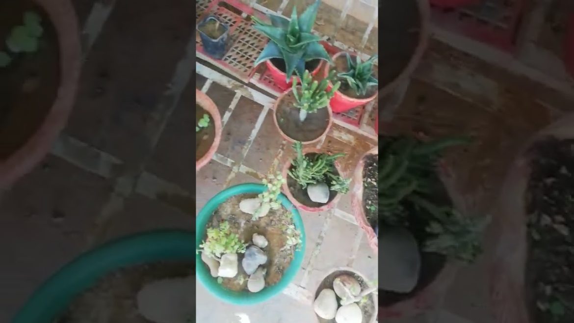 My Small Beautiful Home Garden Raining In My Backyard #shorts #garden