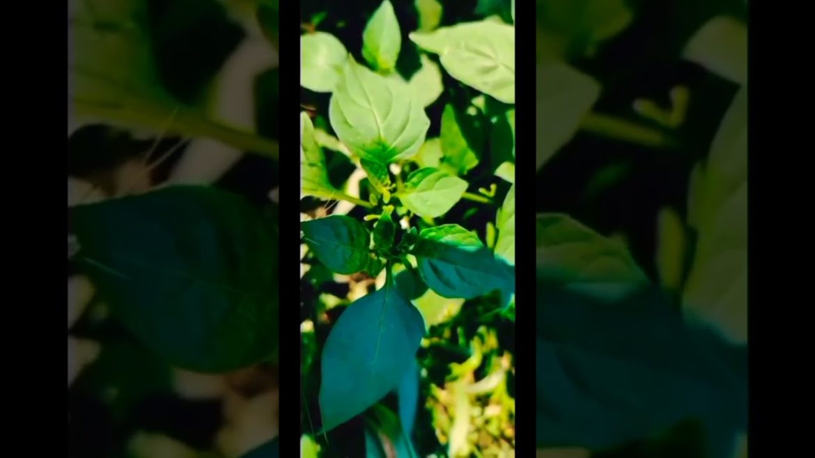 cauliflower recipes beautiful scene of nature#shorts #trending #beautiful cauliflower recipes beautiful scene of nature#shorts #trending #beautiful