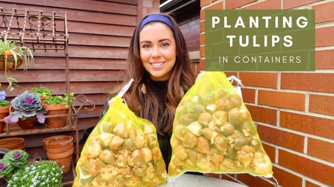 Planting Tulips In My Container Garden | Learning From Last Year's Mistakes
