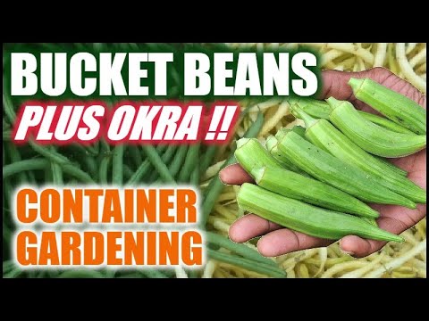 Growing Beans In Buckets | Plus Okra | Container Gardening Growing Beans In Buckets | Plus Okra | Container Gardening