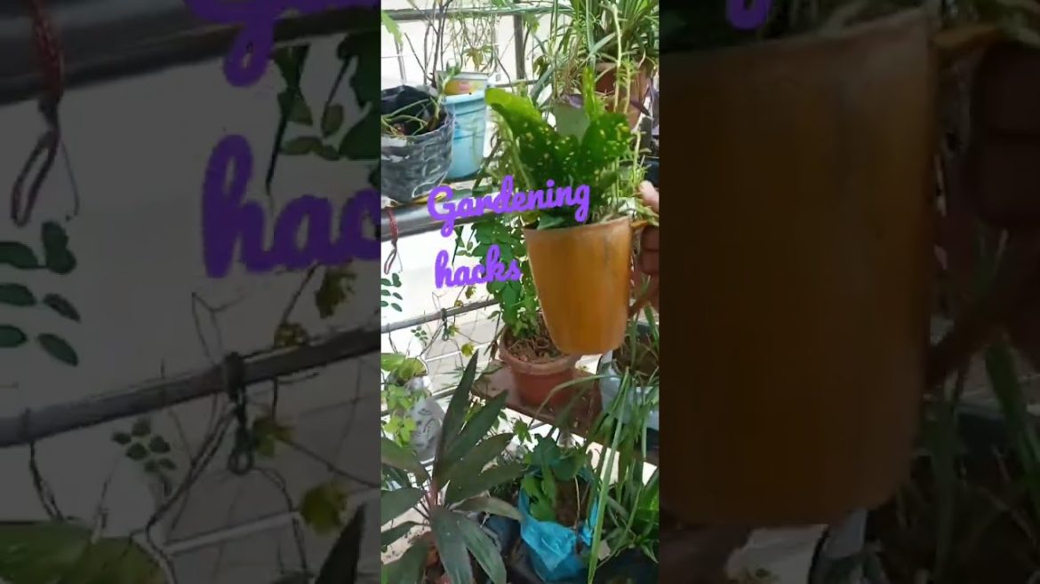 Gardening hacks|gardening tips|gardening ideas for home|gardening tips for beginners #shorts#ytshort