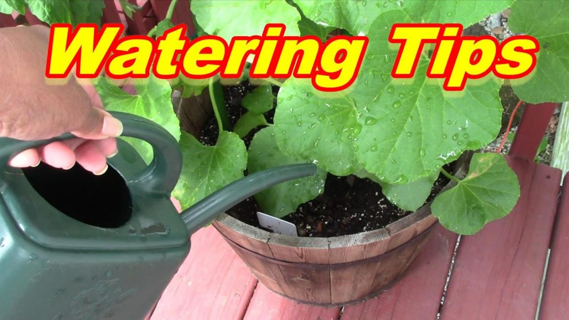 How to Water Your Vegetable Container Garden