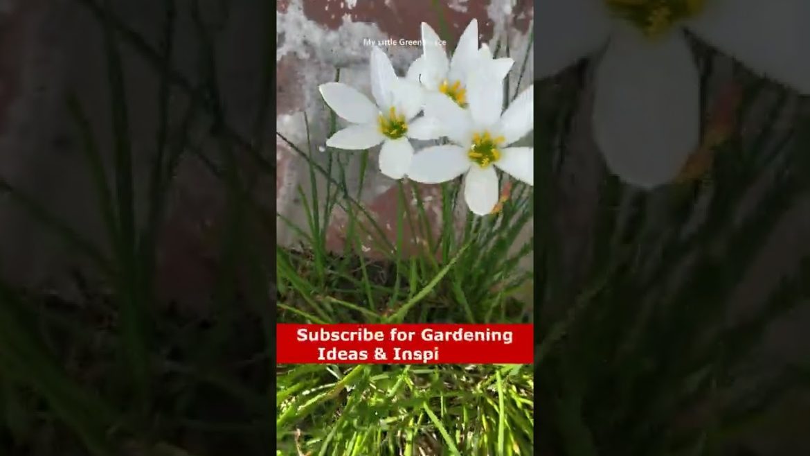 White Rain Lilies | #shorts