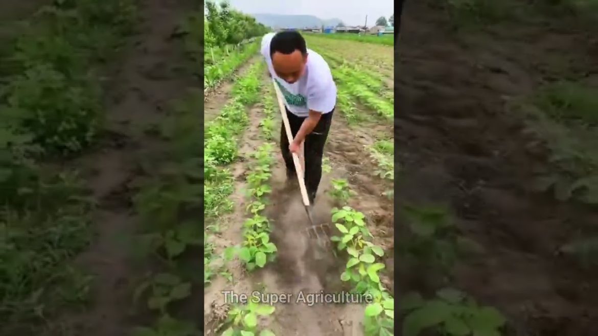 Best Gardening Tools | Best Agriculture Equipment #shorts #agriculture #youtubeshorts #equipment Best Gardening Tools | Best Agriculture Equipment #shorts #agriculture #youtubeshorts #equipment