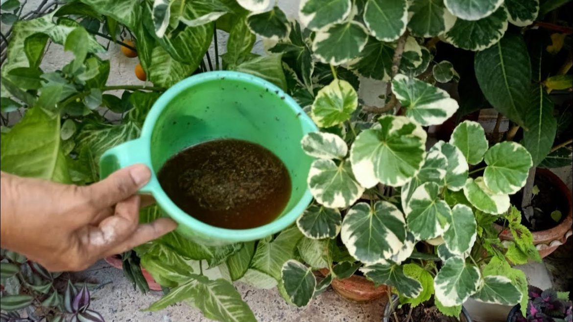 Powerful Liquid fertilizer for Plants//Use now before it's too late