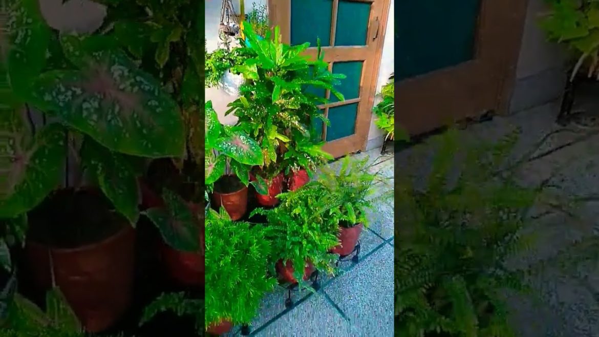 Garden Activity !! Washing my Plants #shorts #viral #trending #nishthamahant watering Garden Activity !! Washing my Plants #shorts #viral #trending #nishthamahant watering