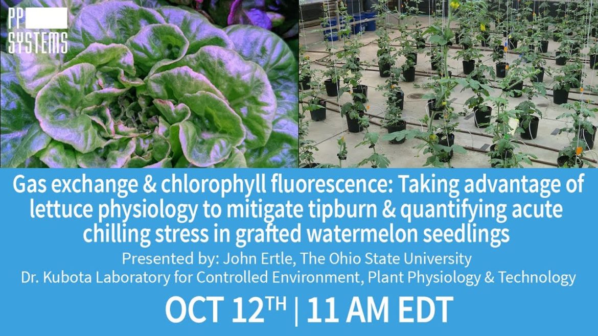 Mitigating lettuce tipburn & quantifying acute chilling stress in grafted watermelon seedlings