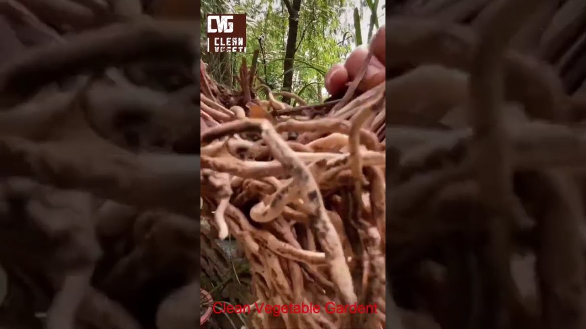 #gardening #gardening