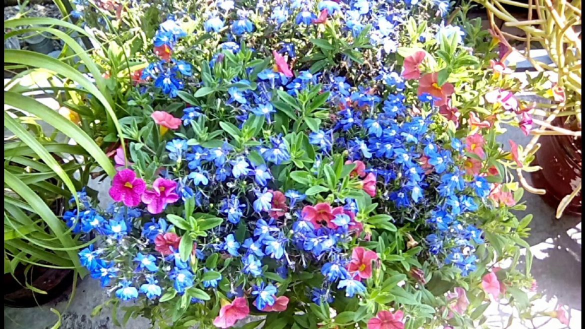Lobelia and Calibrachoa mix | Container Gardening