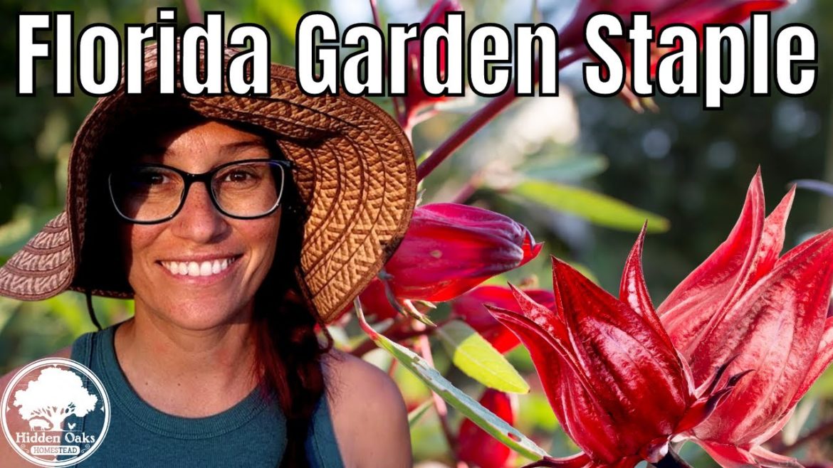 MUST GROW plant for Florida Gardens| How we went from ZERO to 100lbs of Roselle(Hibiscus Sabdariffa)