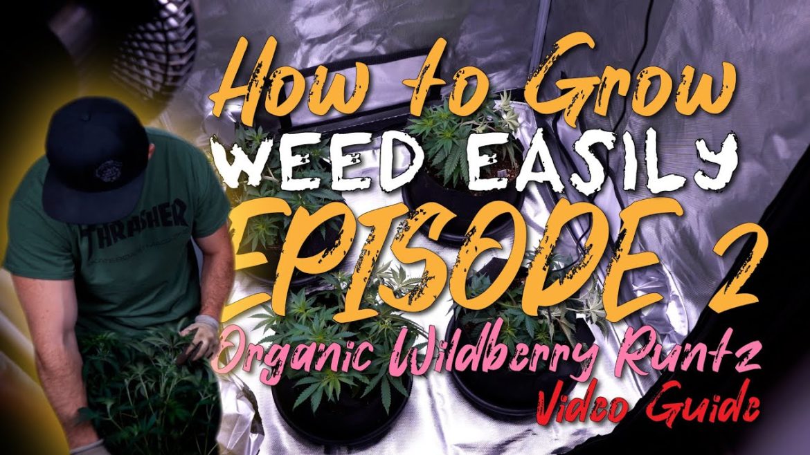 HOW TO GROW WEED EASILY | WILDBERRY RUNTZ: SOIL RECIPES, PLANT TRAINING, CANOPY MAINTENANCE, VEG HOW TO GROW WEED EASILY | WILDBERRY RUNTZ: SOIL RECIPES, PLANT TRAINING, CANOPY MAINTENANCE, VEG