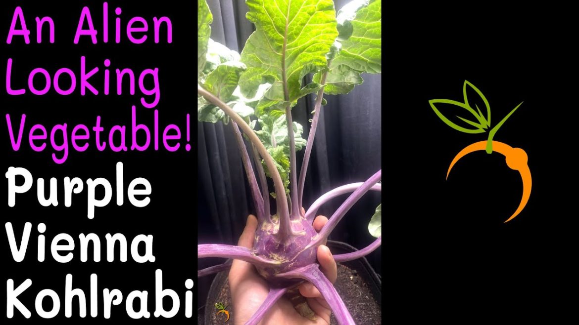 What A Bizarre Vegetable! Purple Vienna Kohlrabi Time Lapse Trailer