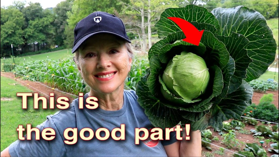 WATER SUPPLY THREATENED?!? COMPLETE Garden Review!