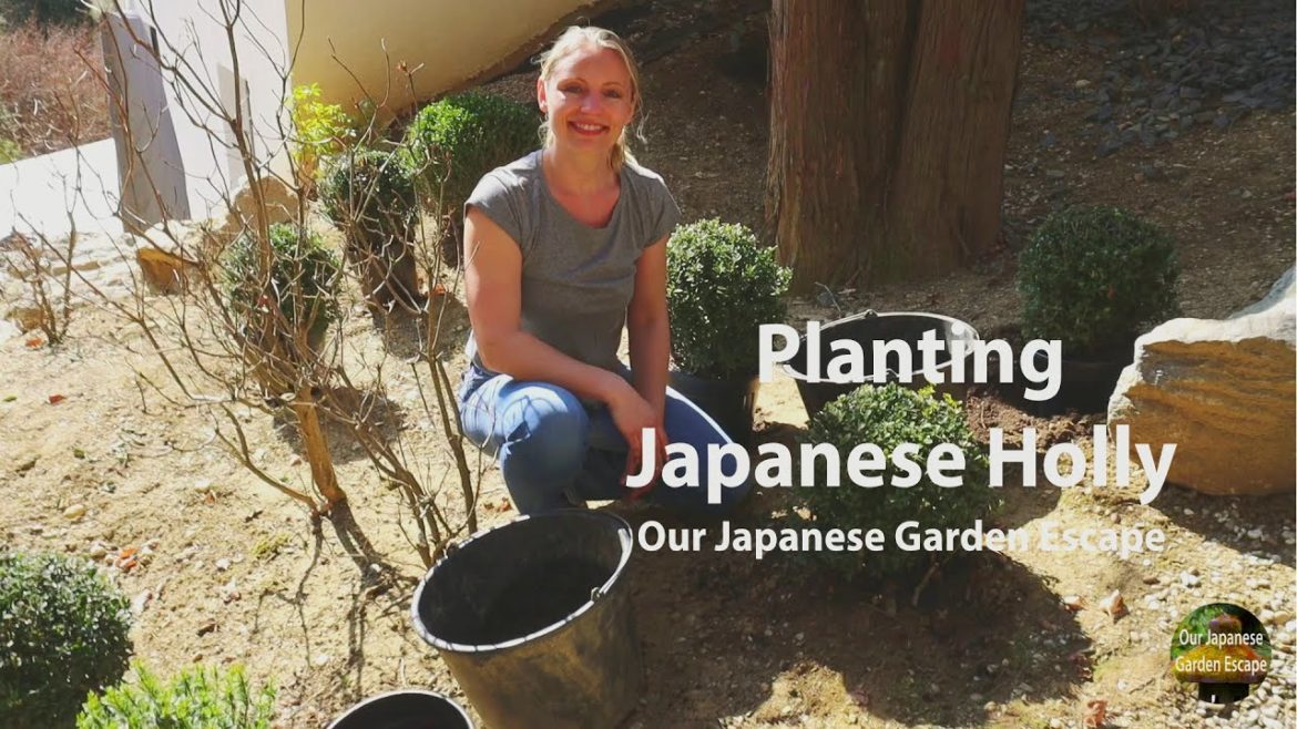 Planting Japanese Holly as Boxwood Replacement | Our Japanese Garden Escape