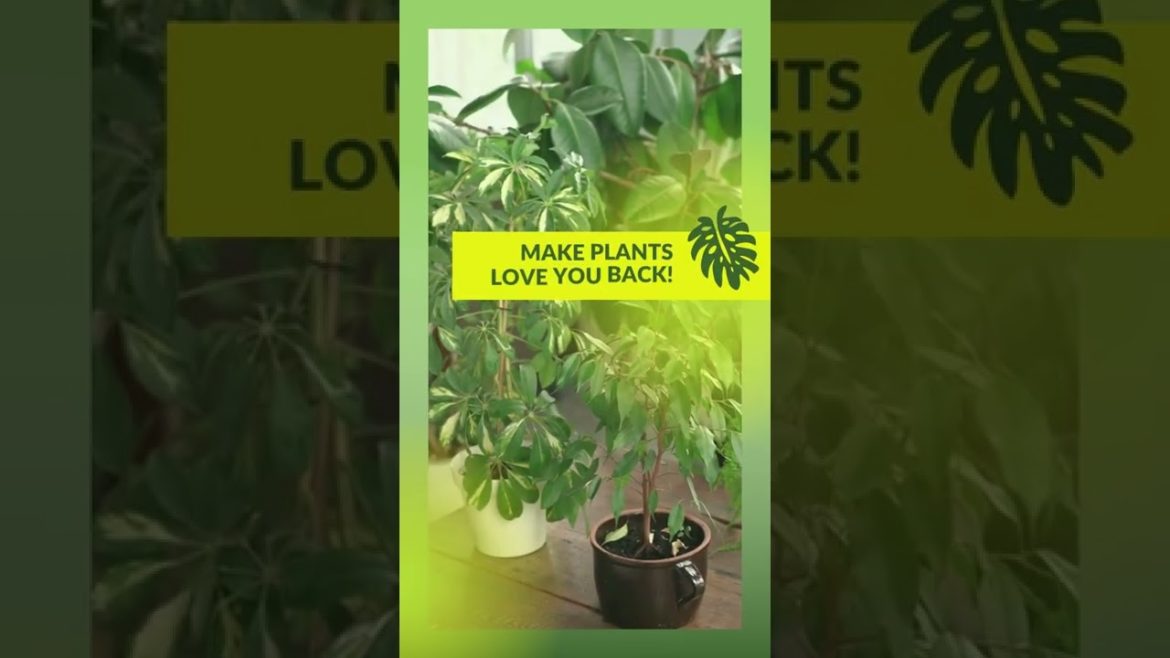 How To Raise Plants At Home||Container garden