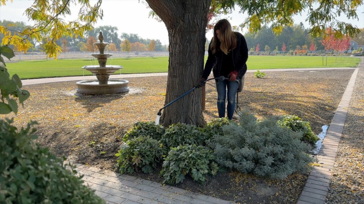 Garden Answer: Still Planting! Heucherella, False Spiraea & Hibiscus ๐ฟ๐๐บ // Garden Answer Still Planting! Heucherella, False Spiraea & Hibiscus ๐ฟ๐๐บ // Garden Answer