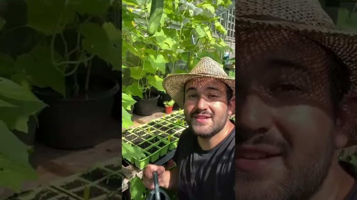 #shorts  #garden #gardening #gardentour #gardener #gardens #harvest #harvesting #organic #planting