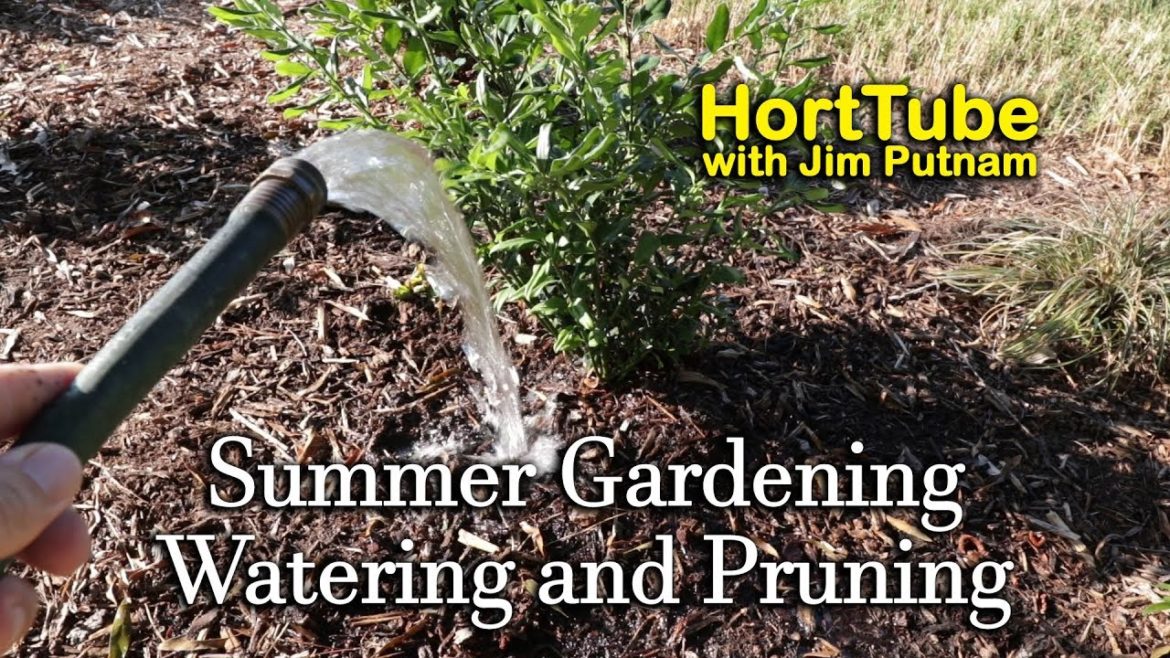 Summer Gardening - Planting and Watering