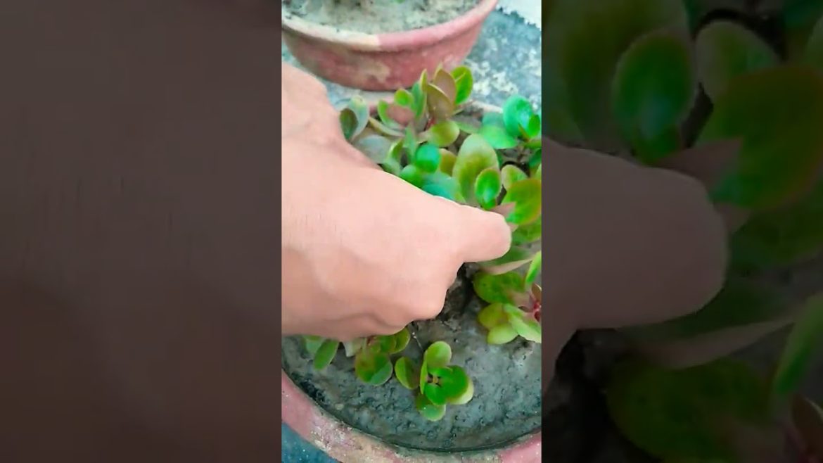 How to make kalanchoe bushy in pot #shorts #trending #nishthamahant How to make kalanchoe bushy in pot #shorts #trending #nishthamahant