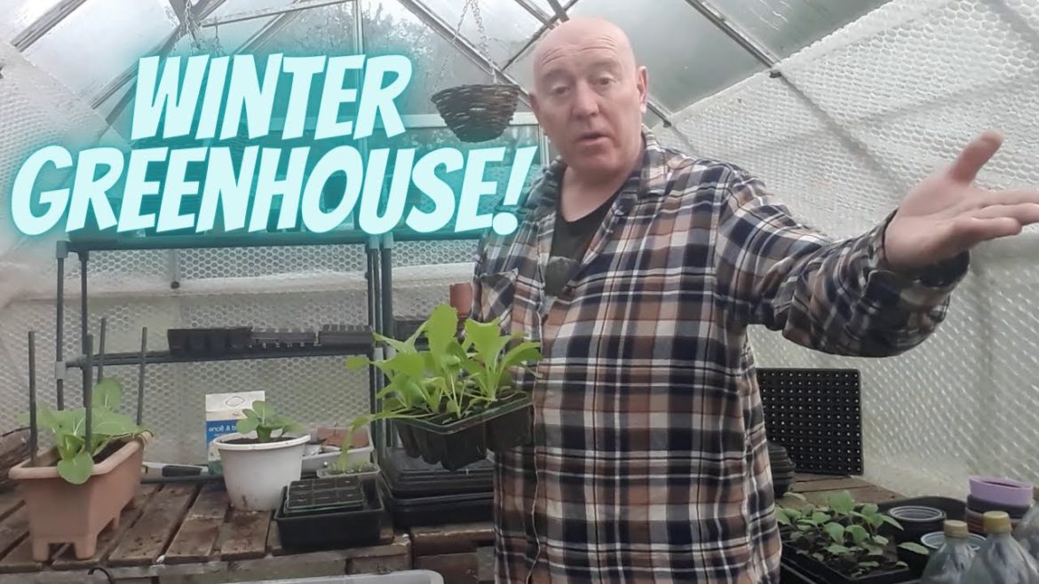 Winter Greenhouse [Gardening Allotment UK] [Grow Vegetables At Home ]