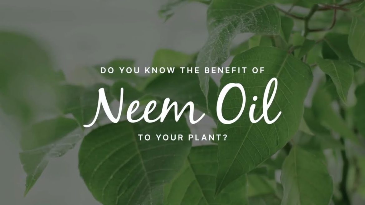 The Organic Way to Get Rids of Garden Pests and Diseases! | YEWFEX Neem Oil