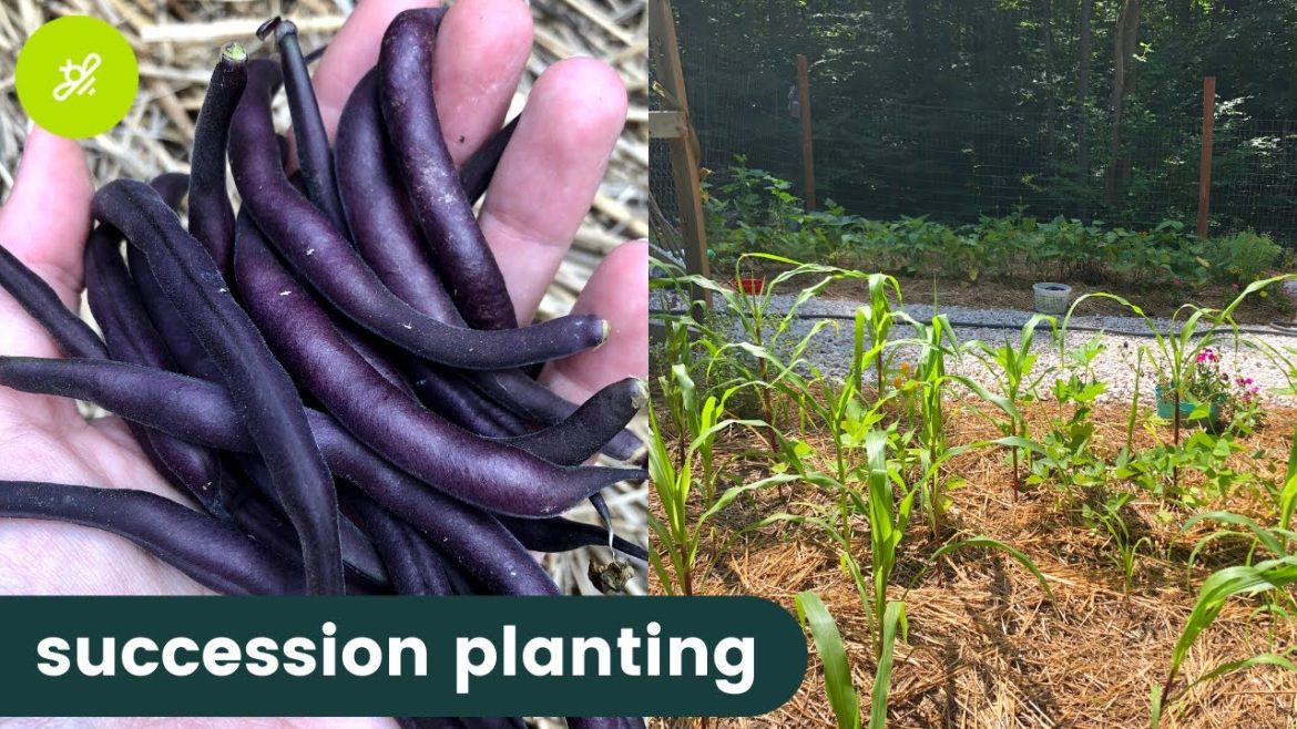 Succession Planting 101
