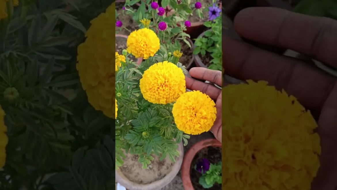 Marigold plant care tips Marigold plant care tips