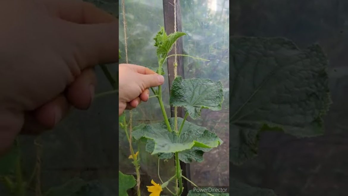 Cucumber Growing Tips for the New Gardener Cucumber Growing Tips for the New Gardener