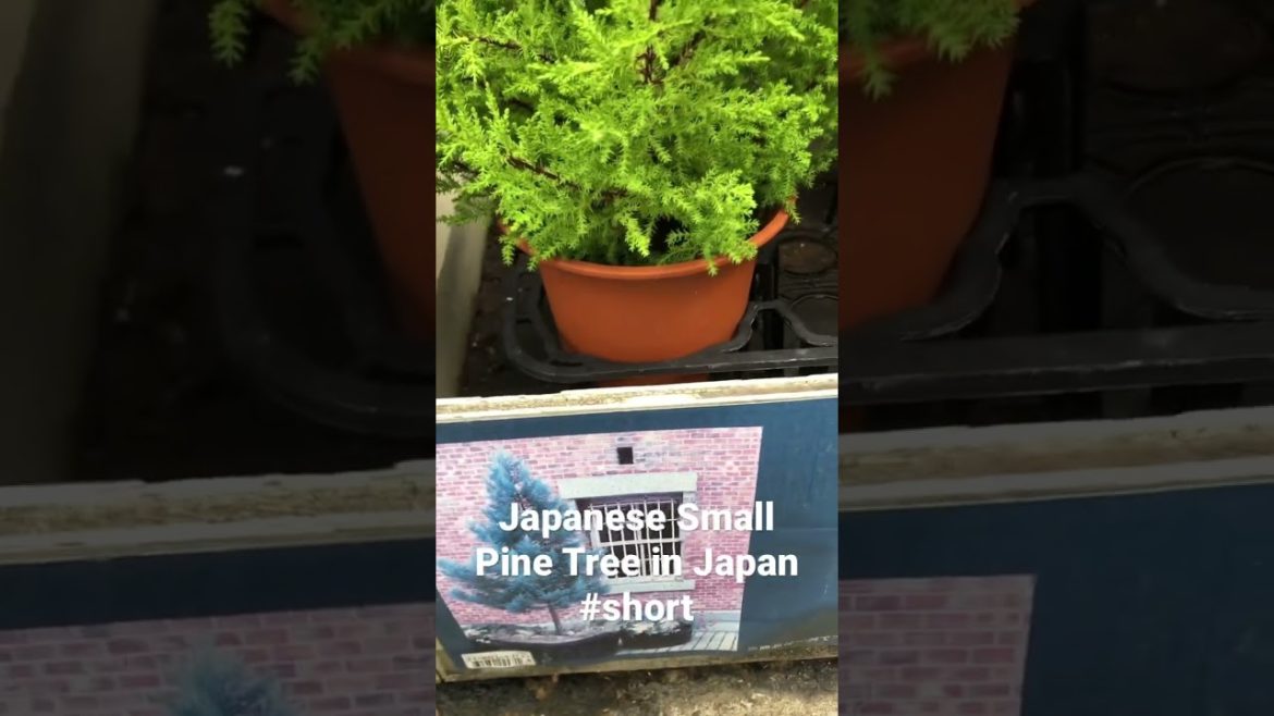 Japanese Small Pine Tree in Japan #short #shortsfeed