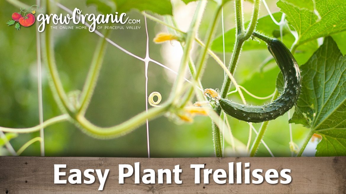 Vertical Gardening -- Easy Plant Trellises