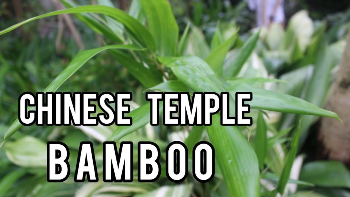 Sinobambusa tootsik [Chinese Temple Bamboo]