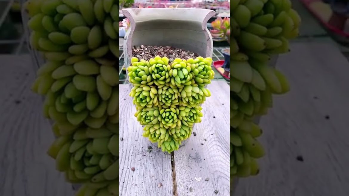 Amazing To Grow Cute Paradise Succulent plants | Cute Succulents | Succulents Garden #ep1322