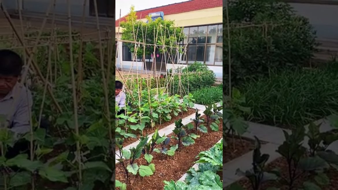 Tips for Growing Vegetables