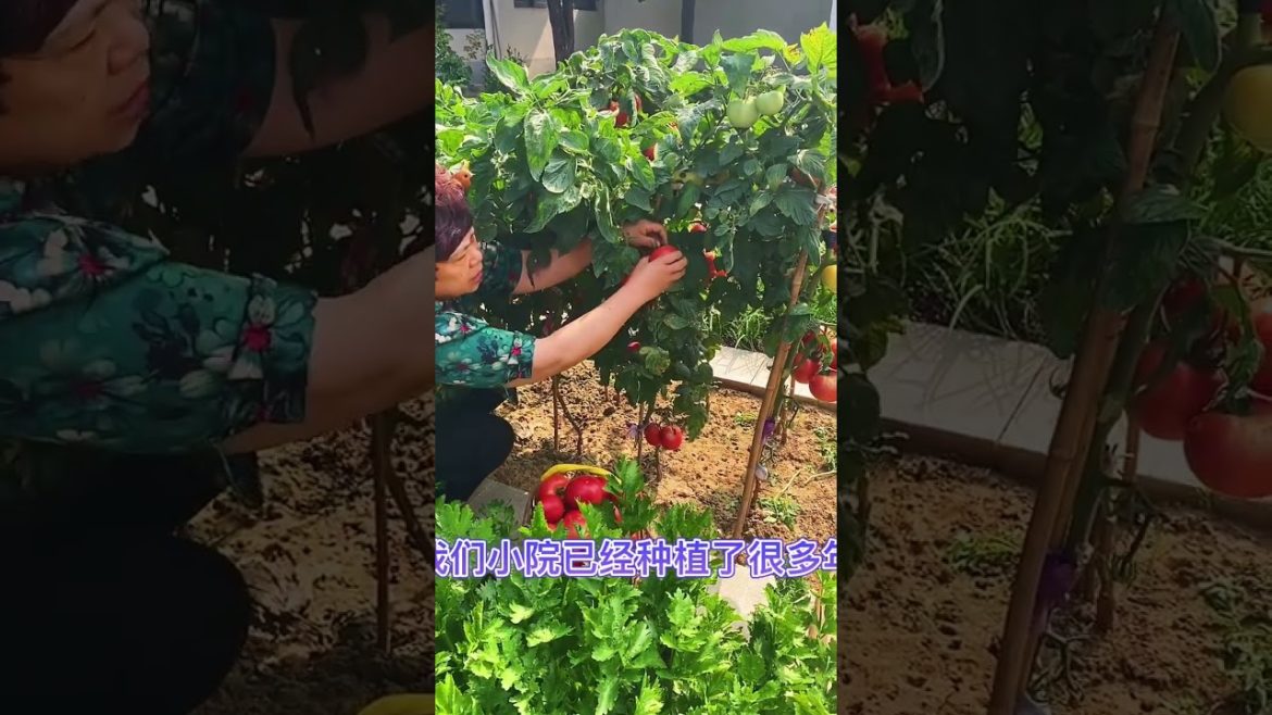 October Tips for garden at home with me October Tips for garden at home with me